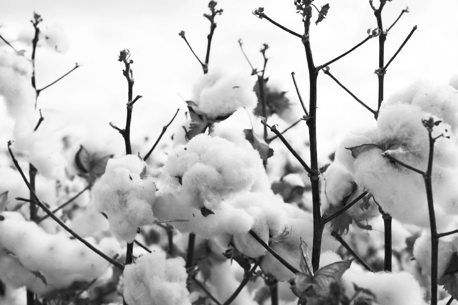 USDA供需報告驅動下的棉花交易策略 USDA供需報告驅動下的棉花交易策略