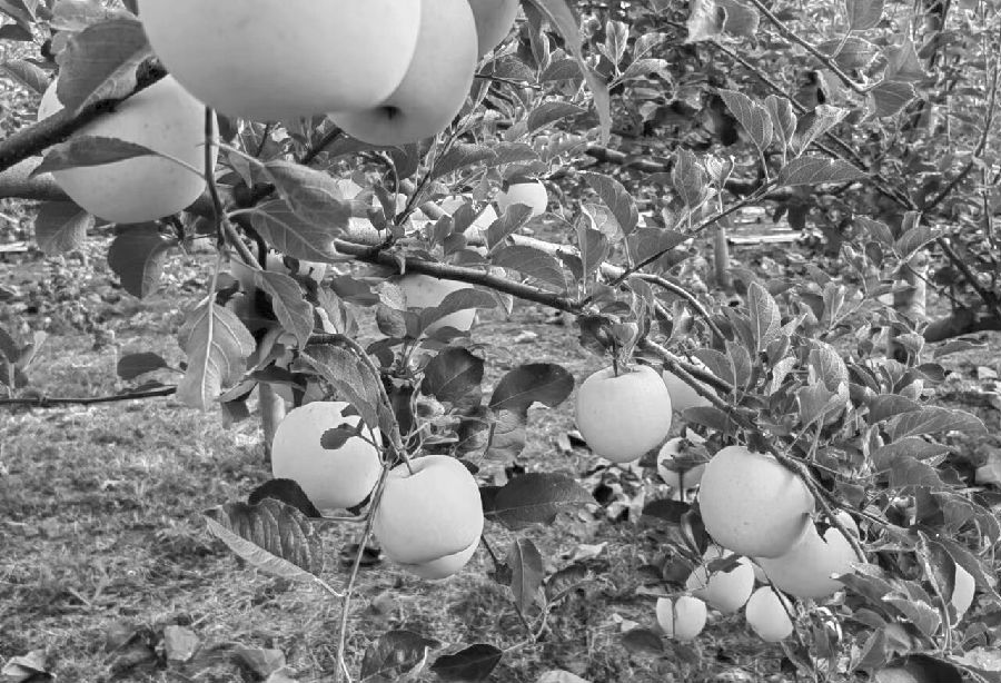 一個人能開幾個期貨賬戶。同一家期貨公司能開幾個戶？-RB螺紋鋼期貨交易網