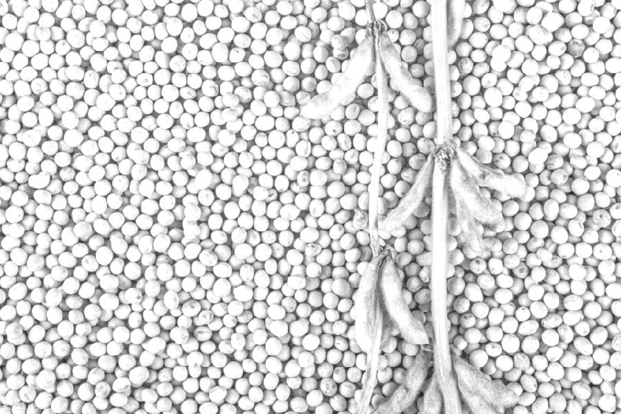 豆粕 關注遠月合約估值修復機會 豆粕 關注遠月合約估值修復機會