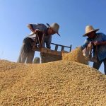 今年小麥保護價多少錢一斤2023年的？沒想到還漲價了？-RB螺紋鋼期貨交易網